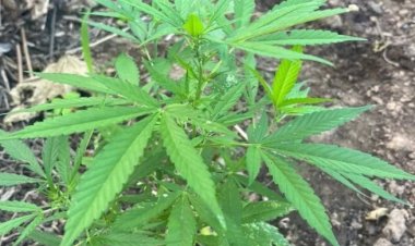 Cerca de 1.250 pés de maconha são erradicados em Curaçá (BA)