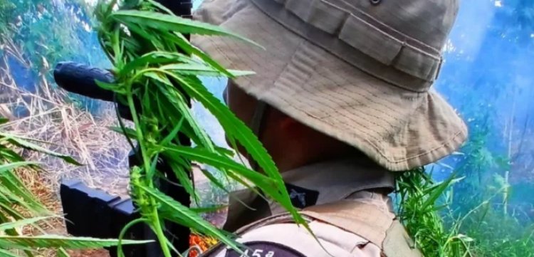 Polícia Militar erradica aproximadamente 3.600 pés de maconha no distrito de Pedra Branca em Curaçá (BA)