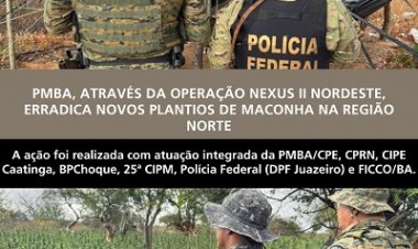 Operação Nexus II Nordeste erradica novos plantios e apreende cerca de 27 mil pés de maconha em Casa Nova